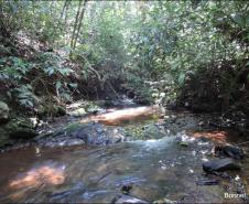 Aspecto de floresta fluvial em beira de rio.