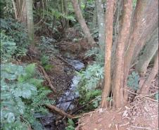 Aspecto de floresta fluvial em nascente.