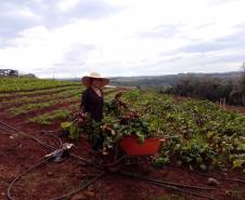 Associativismo e apoio do Governo fortalecem trabalho de agricultoras no Sudoeste