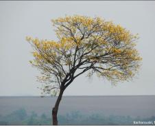 Handroanthus chrysotricha.