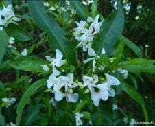 Tabernaemontana catharinensis.