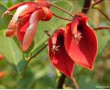 Erythrina crista-galli.