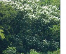 Bauhinia uruguayensis.