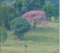 Ceiba speciosa.