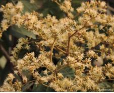 Heliocarpus popayanensis.