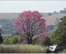 Handroanthus heptaphyllus.