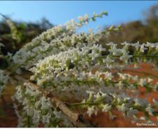 Aloysia virgata.