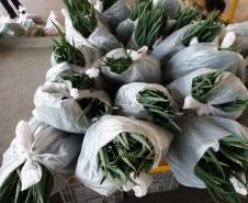 Compra Direta contribui para alimentação saudável e geração de renda no campo em Paranavaí