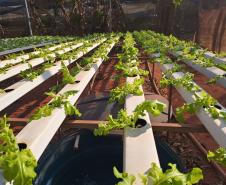 Compra Direta contribui para alimentação saudável e geração de renda no campo em Paranavaí