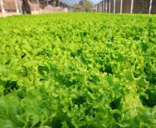 Compra Direta contribui para alimentação saudável e geração de renda no campo em Paranavaí