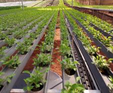 Compra Direta contribui para alimentação saudável e geração de renda no campo em Paranavaí