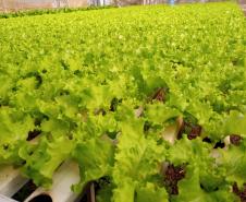 Compra Direta contribui para alimentação saudável e geração de renda no campo em Paranavaí