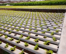 Compra Direta contribui para alimentação saudável e geração de renda no campo em Paranavaí