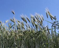 Paraná ganha programa para fomentar cultivo de cereais de inverno