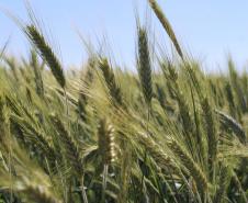 Paraná ganha programa para fomentar cultivo de cereais de inverno