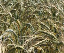 Paraná ganha programa para fomentar cultivo de cereais de inverno
