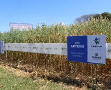 Paraná ganha programa para fomentar cultivo de cereais de inverno