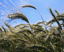 Paraná ganha programa para fomentar cultivo de cereais de inverno