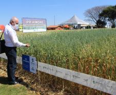 Paraná ganha programa para fomentar cultivo de cereais de inverno