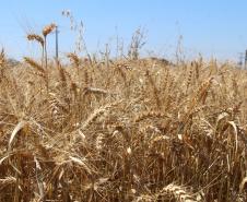 Paraná ganha programa para fomentar cultivo de cereais de inverno