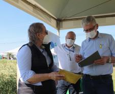 Paraná ganha programa para fomentar cultivo de cereais de inverno