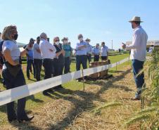 Paraná ganha programa para fomentar cultivo de cereais de inverno