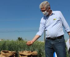 Paraná ganha programa para fomentar cultivo de cereais de inverno
