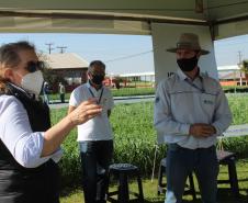 Paraná ganha programa para fomentar cultivo de cereais de inverno