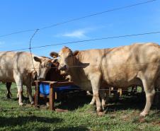 IDR-Paraná inaugura viveiro em Santa Tereza do Oeste para melhorar produção de uva