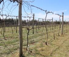 IDR-Paraná inaugura viveiro em Santa Tereza do Oeste para melhorar produção de uva