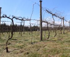 IDR-Paraná inaugura viveiro em Santa Tereza do Oeste para melhorar produção de uva