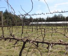 IDR-Paraná inaugura viveiro em Santa Tereza do Oeste para melhorar produção de uva