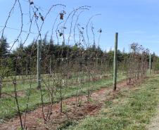 IDR-Paraná inaugura viveiro em Santa Tereza do Oeste para melhorar produção de uva