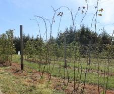 IDR-Paraná inaugura viveiro em Santa Tereza do Oeste para melhorar produção de uva