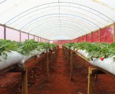 Agroindústrias do Vale do Ivaí ganham impulso com apoio do governo