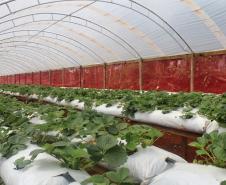 Agroindústrias do Vale do Ivaí ganham impulso com apoio do governo