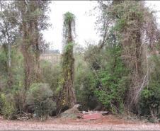 Descarte de lixo em beirada de rio.