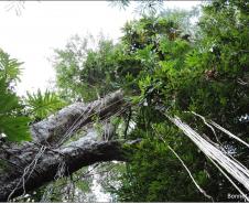 Philodendron bipinnatifidum.