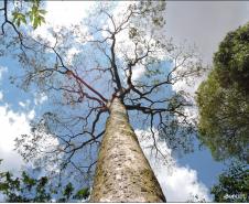 tronco de Apuleia leiocarpa.