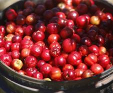 Japurá abraça a acerola e faz da fruta fonte de emprego, renda no campo e desenvolvimento