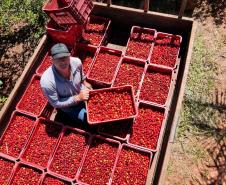 Japurá abraça a acerola e faz da fruta fonte de emprego, renda no campo e desenvolvimento