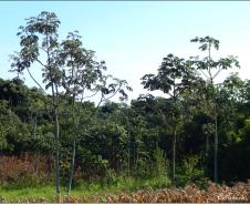 Embaúba branca, Cecropia pachystachya.