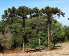 Pinheiro, Araucaria angustifolia.