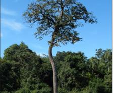 Cedro rosa, Cedrela fissilis.