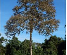 Louro pardo, Cordia trichotoma.