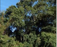 Canela amarela, Nectandra lanceolata.