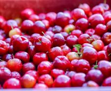 Japurá abraça a acerola e faz da fruta fonte de emprego, renda no campo e desenvolvimento