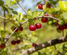 Japurá abraça a acerola e faz da fruta fonte de emprego, renda no campo e desenvolvimento