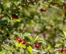 Japurá abraça a acerola e faz da fruta fonte de emprego, renda no campo e desenvolvimento