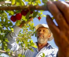 Japurá abraça a acerola e faz da fruta fonte de emprego, renda no campo e desenvolvimento